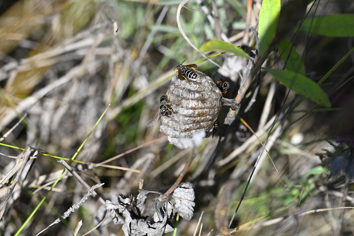 Осинное гнездо - Ольга 