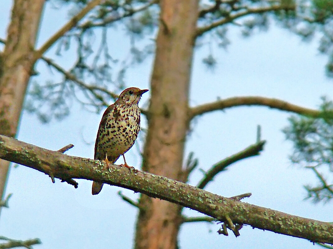 деряба - gawrilа - dan