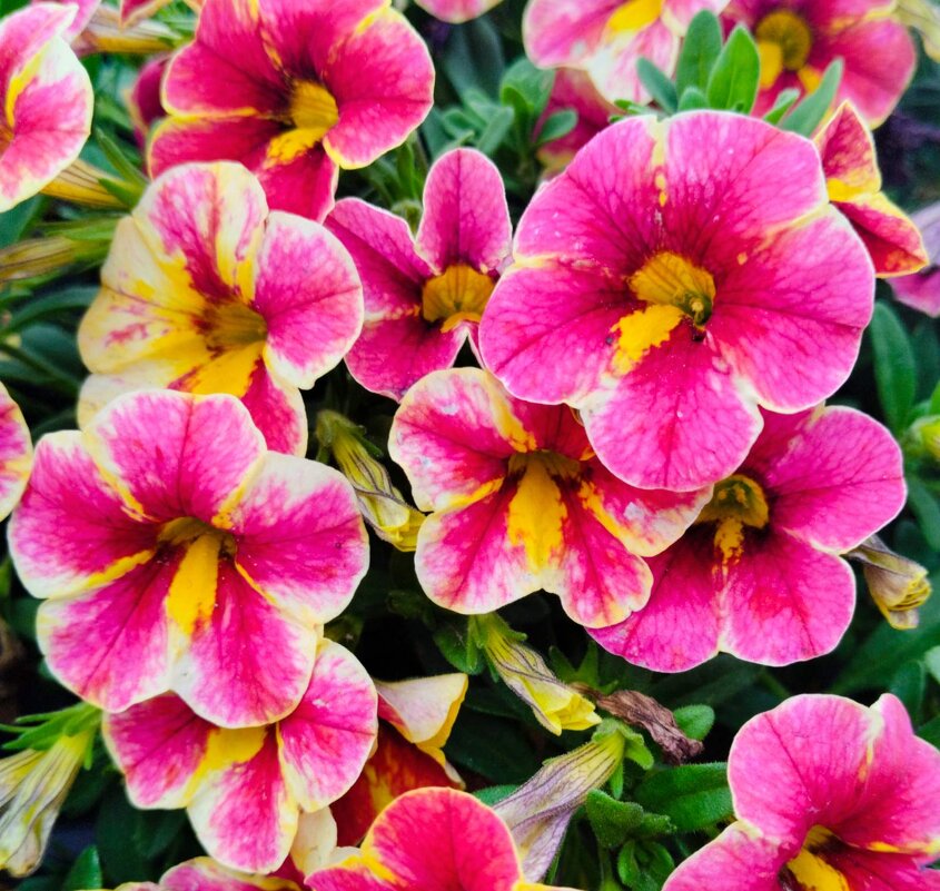 Городские цветы - Галина Бобкина