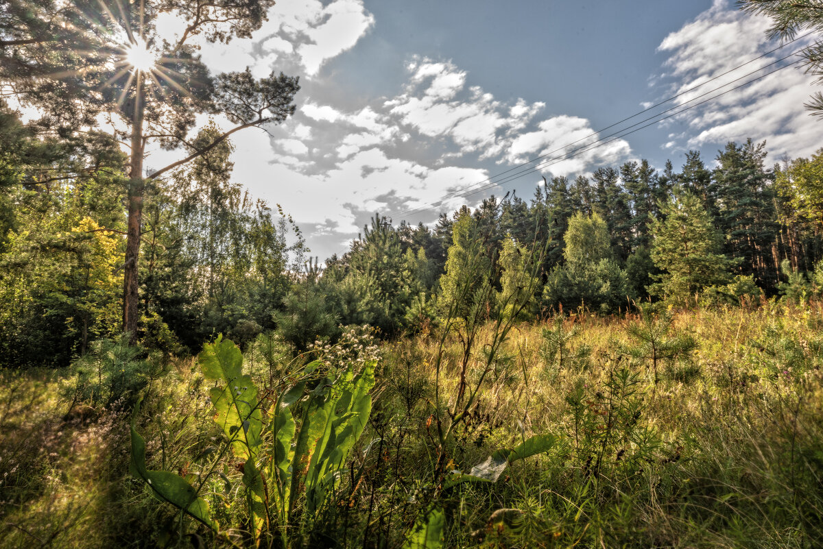 Утро, поляна - sorovey Sol