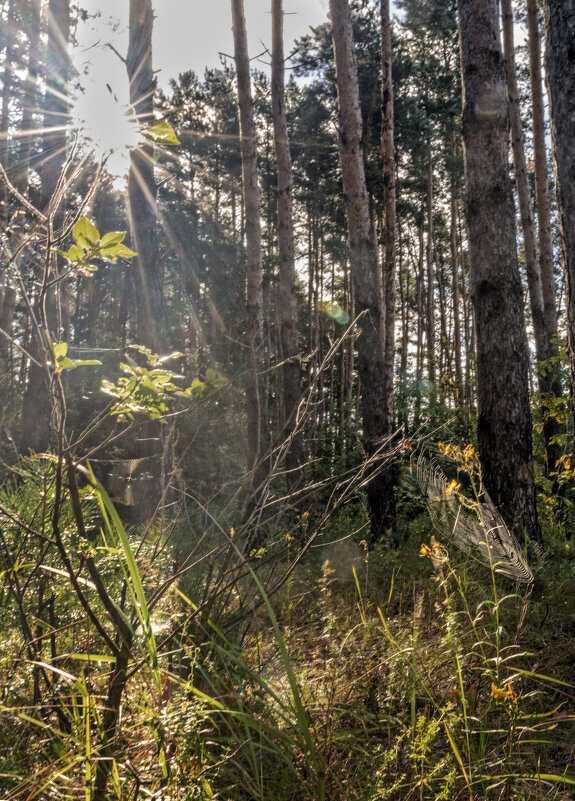 Утренний спектр - sorovey Sol Утренний спектр - sorovey Sol