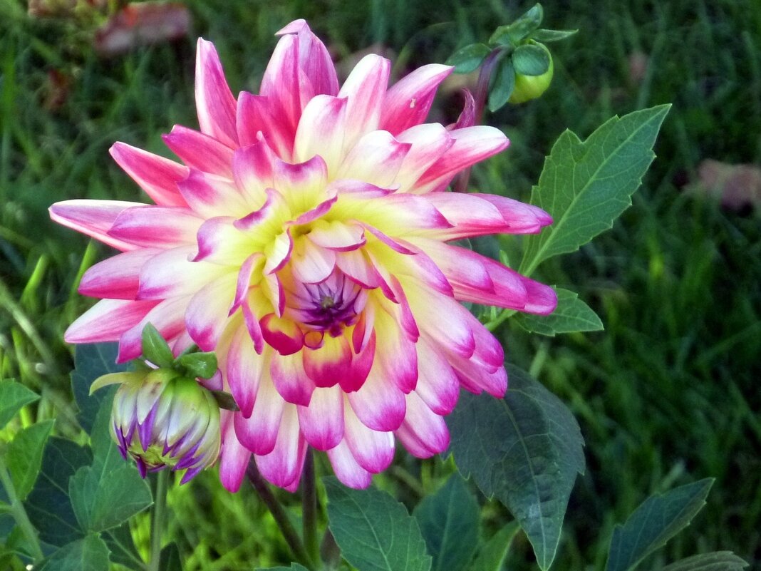 Георгин - Наталья 