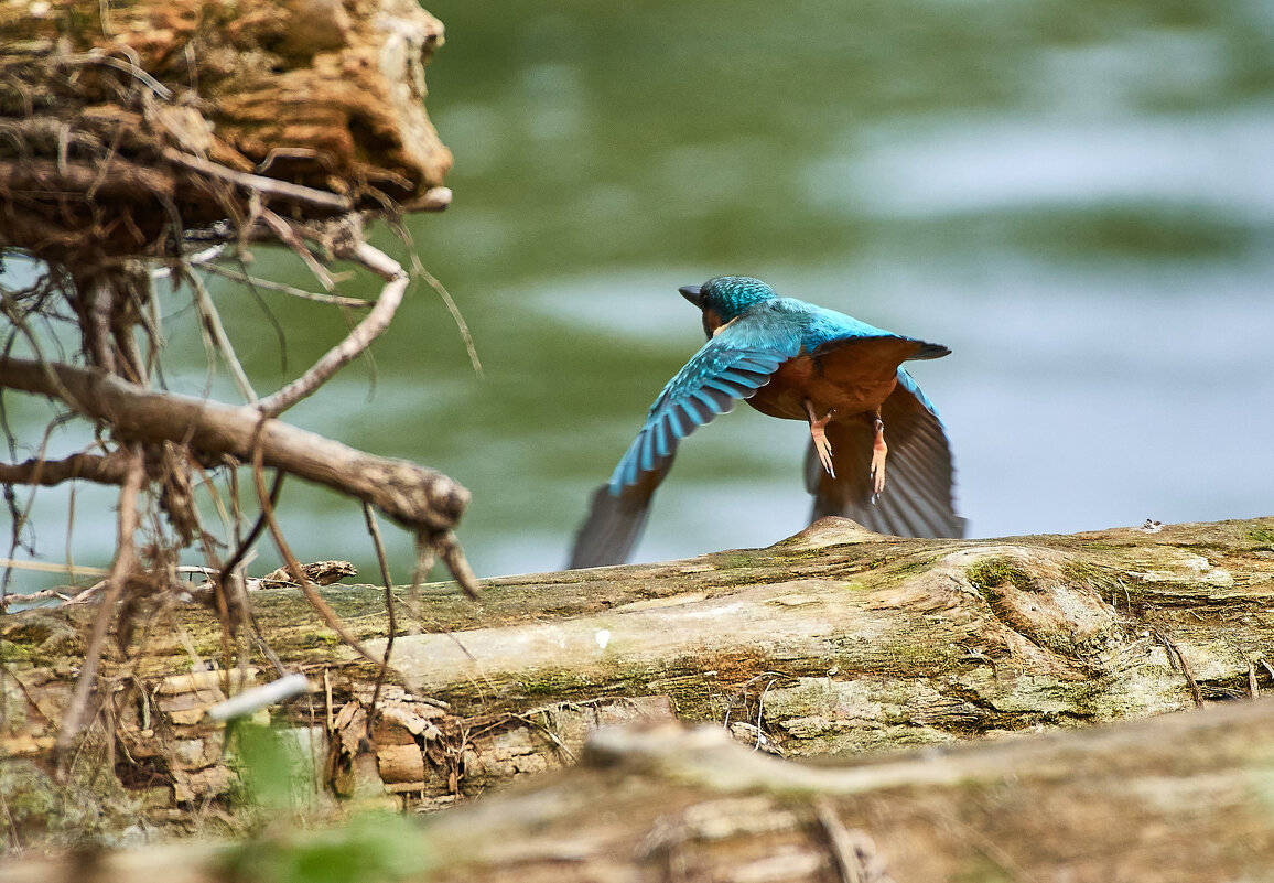 Фортуна как всегда - Игорь Шабалин
