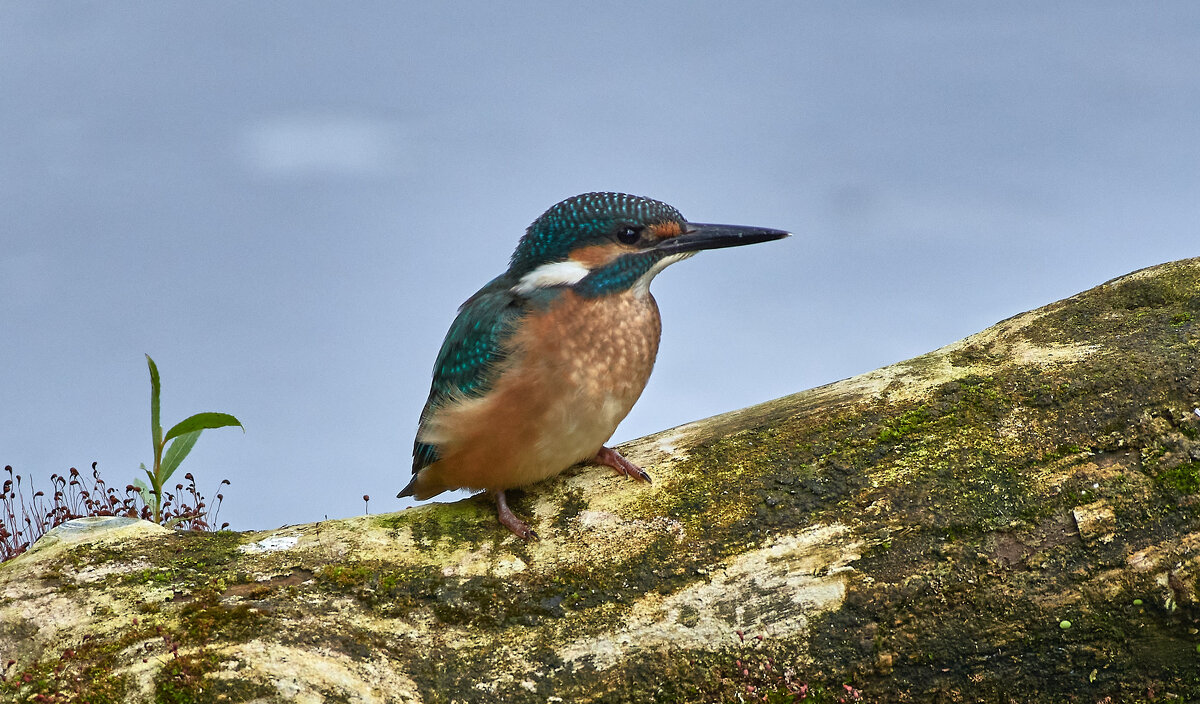 зимородок - Игорь Шабалин