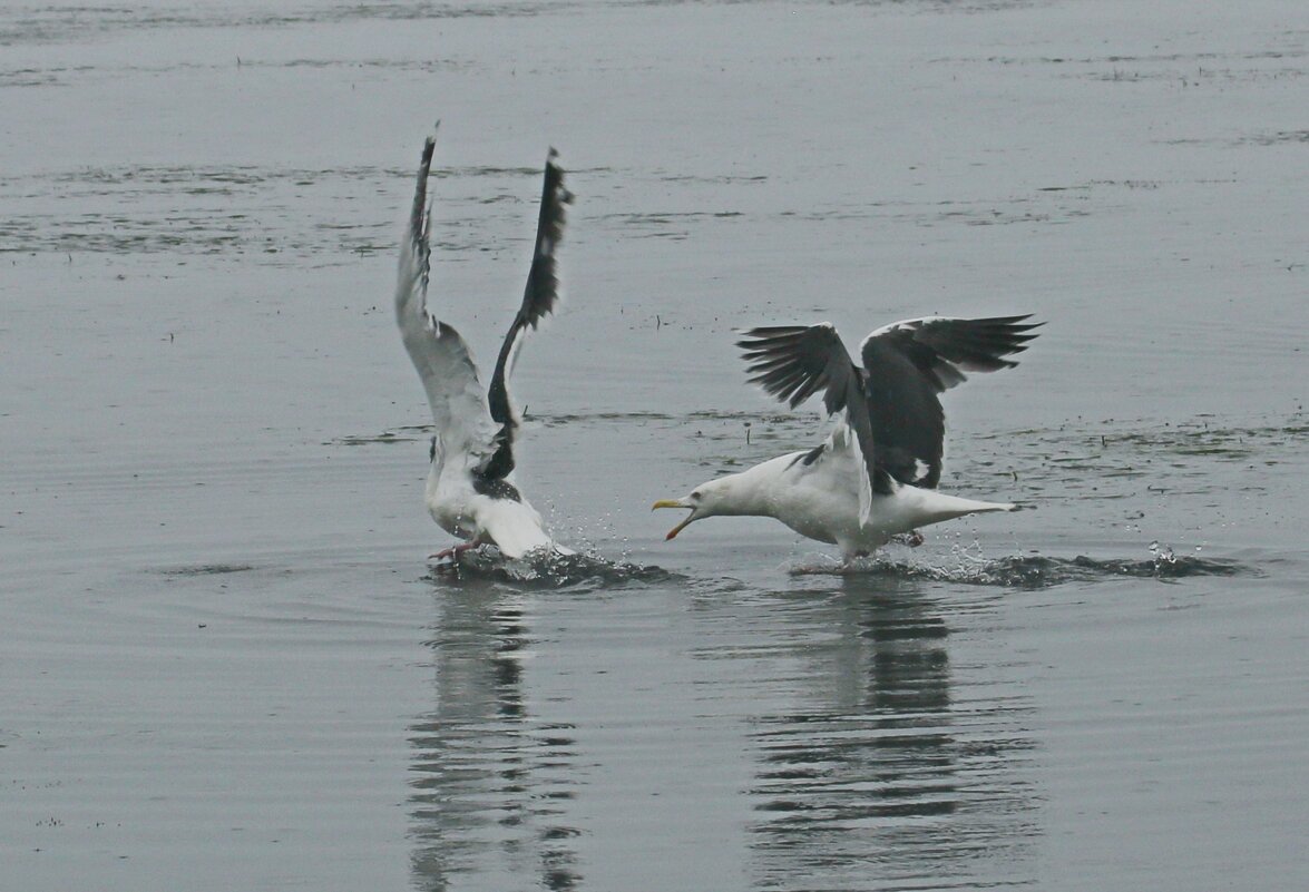 Птичьи разборки. - Ирина Нафаня Птичьи разборки. - Ирина Нафаня