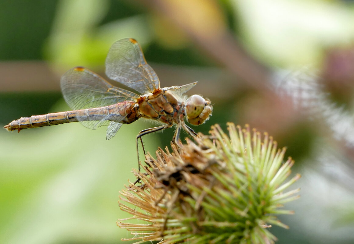 про стрекоз 3 - Александр Прокудин