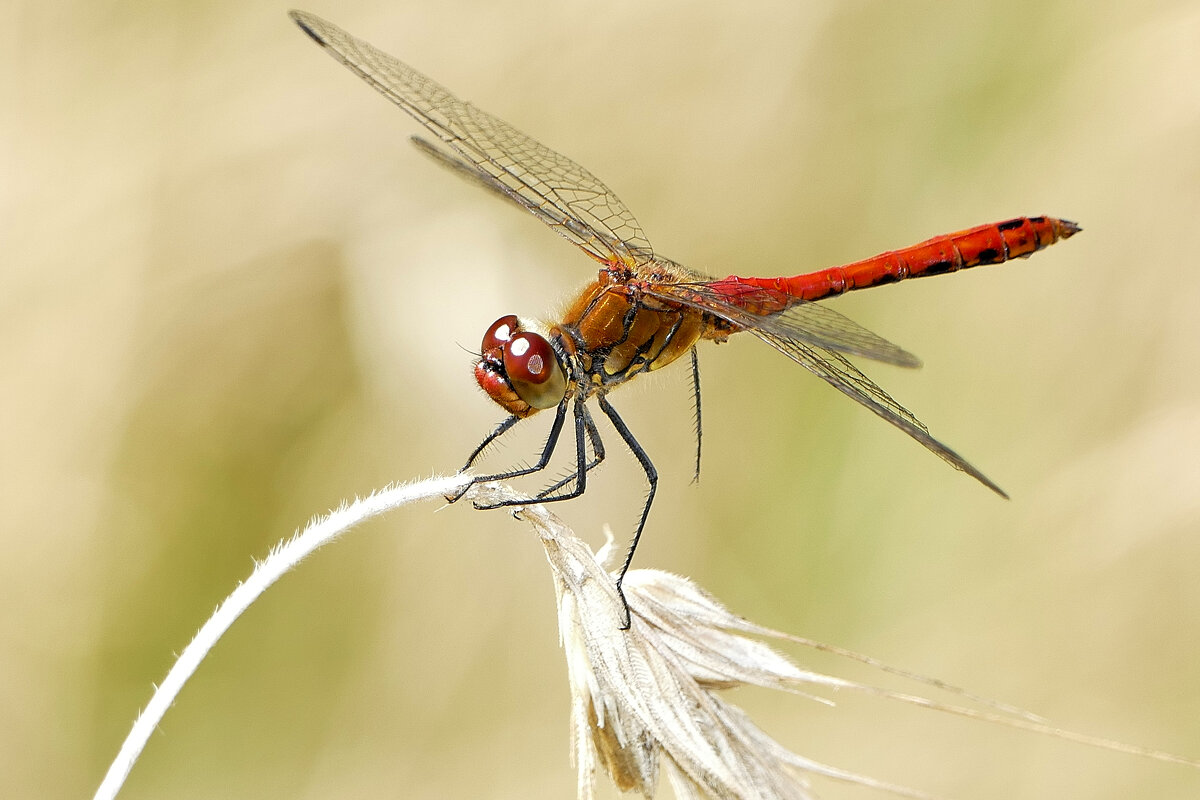 про стрекоз 5 - Александр Прокудин