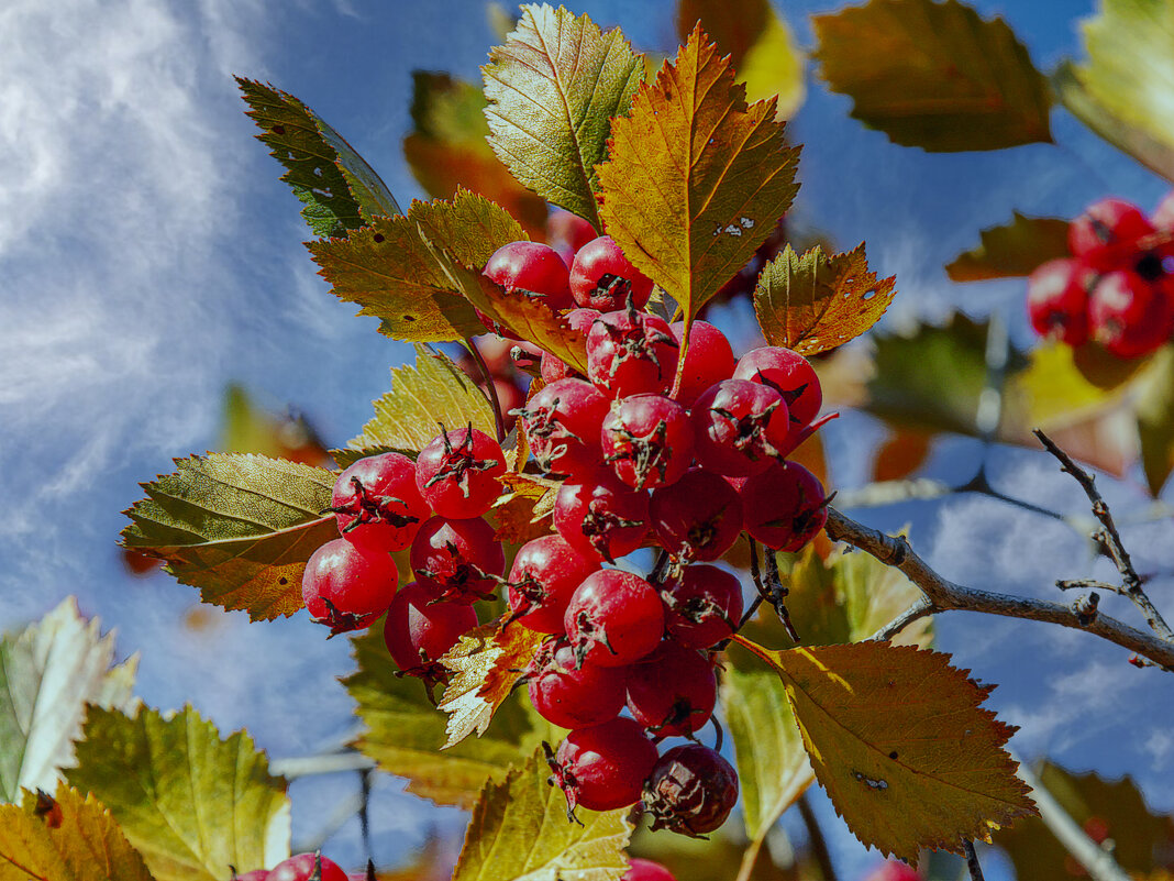 Боярышник - Aleksey Afonin Боярышник - Aleksey Afonin