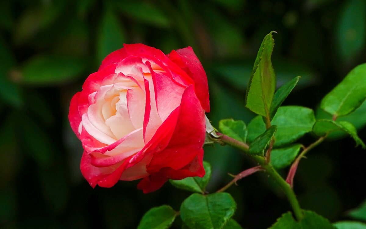 Природное совершенство - Милешкин Владимир Алексеевич 