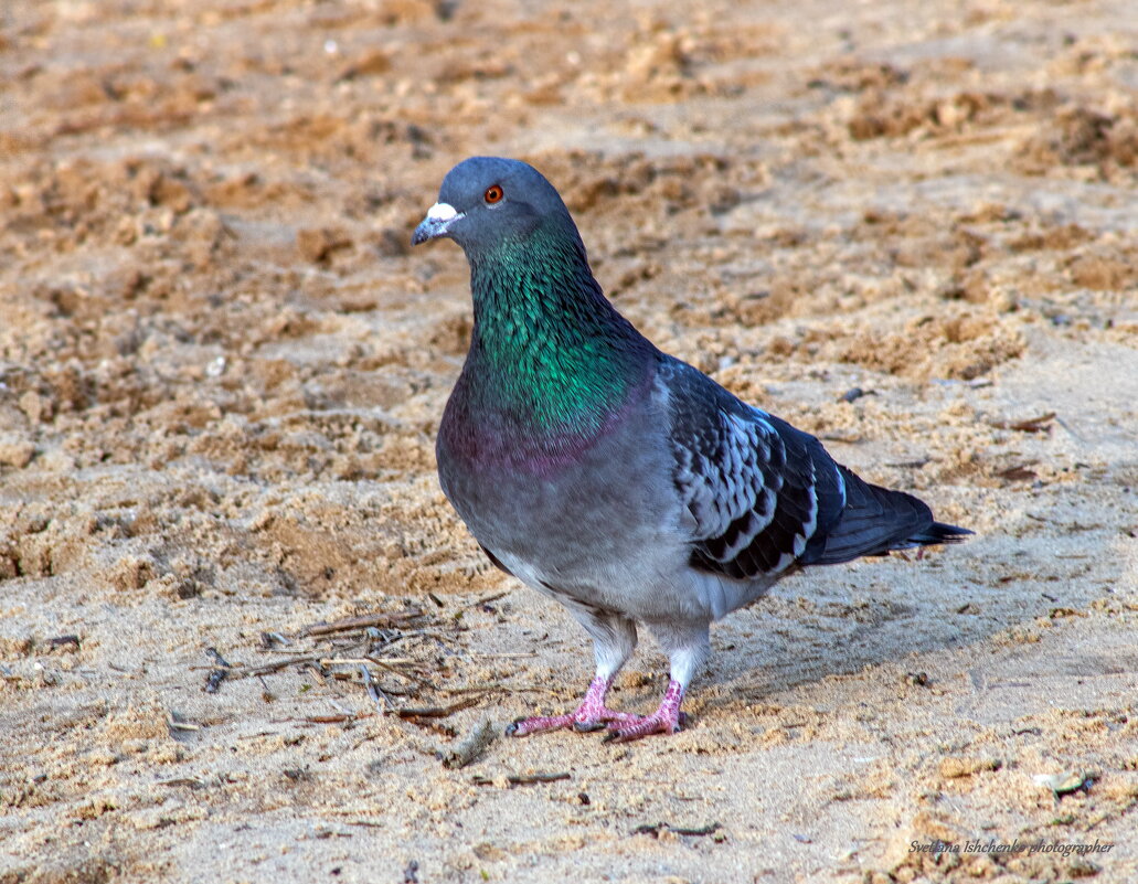 Сизый голубь - Светлана Ищенко Сизый голубь - Светлана Ищенко