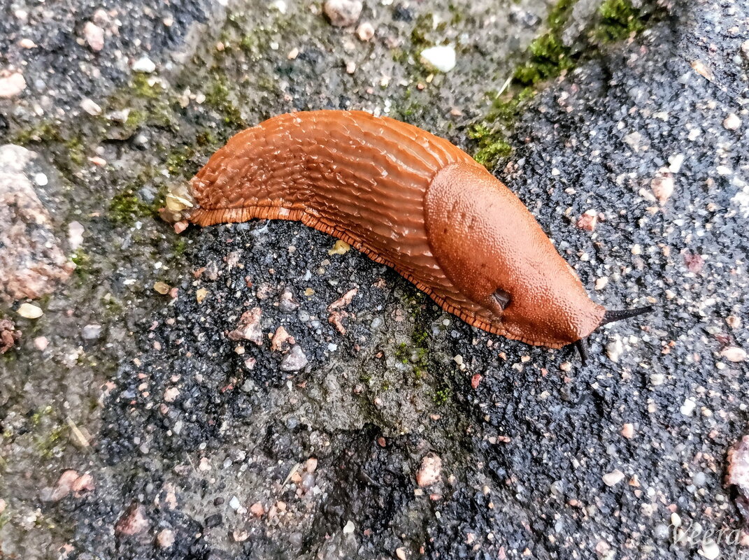 Испанский слизень - Veera V