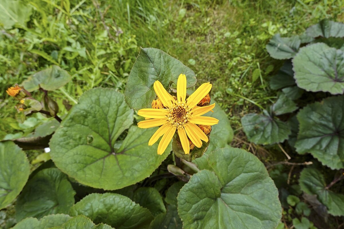 Бузульник зубчатый - Валерий Иванович Бузульник зубчатый - Валерий Иванович