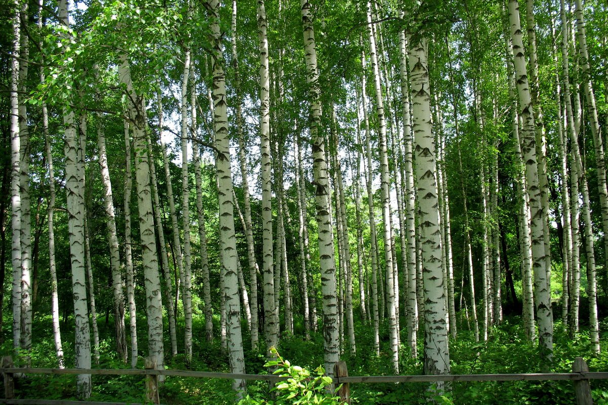 В парке - Андрей Л. В.