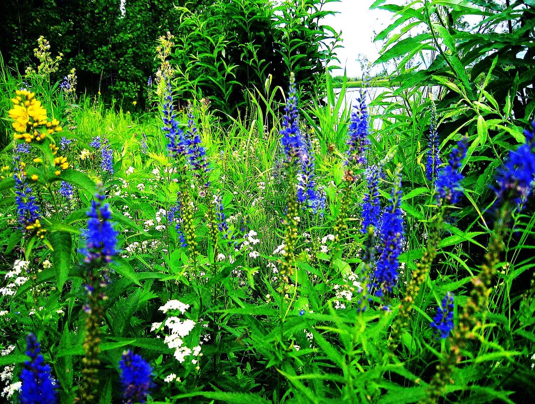 Июль...Разнотравье на берегу  протоки Девкина. - Владимир 