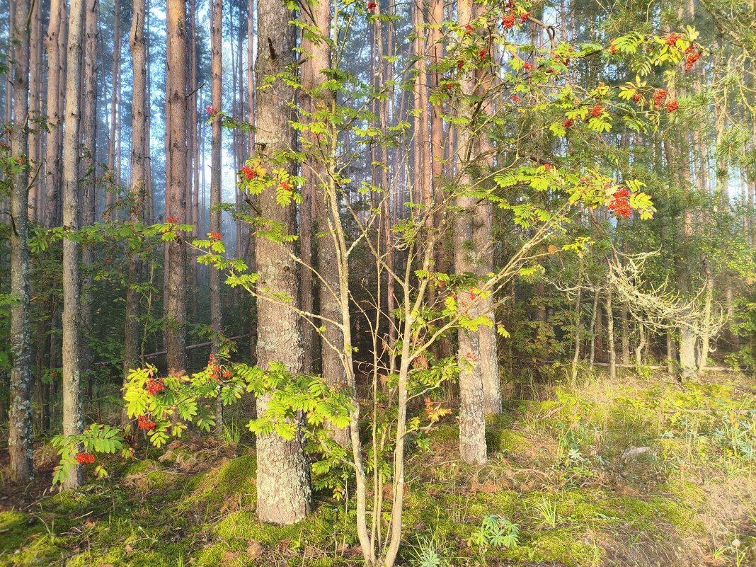 *** - Денис Бочкарёв