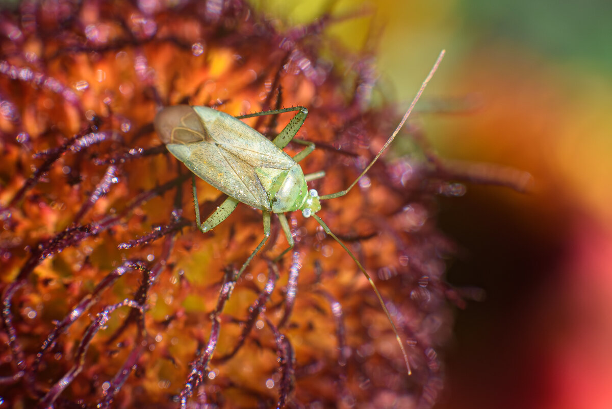 Клопик - Михаил Соколов Клопик - Михаил Соколов