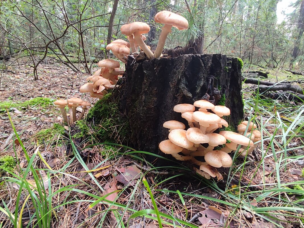 Грибочки - Валентина Богатко 