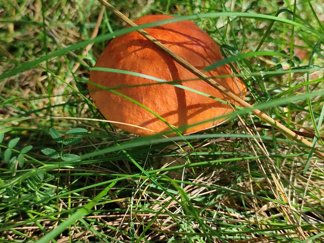 Подосиновик - Валентина Богатко 