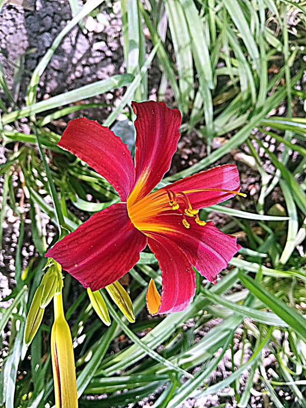 Цветы. - Владимир Драгунский