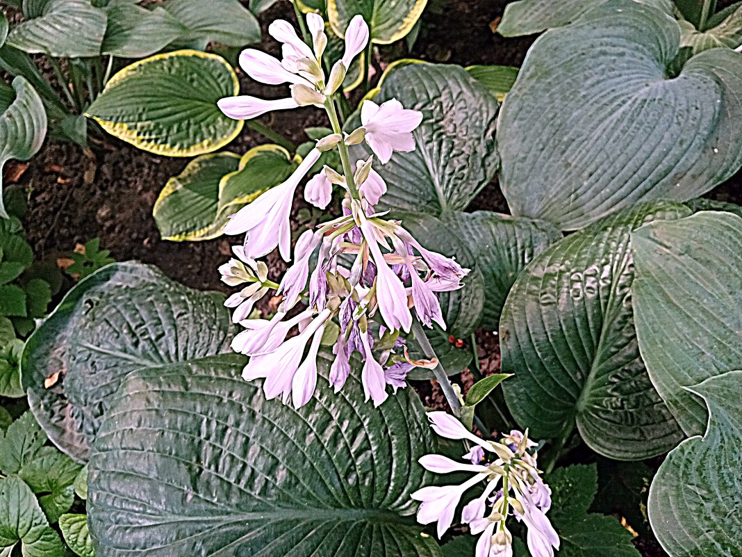 Цветы. - Владимир Драгунский