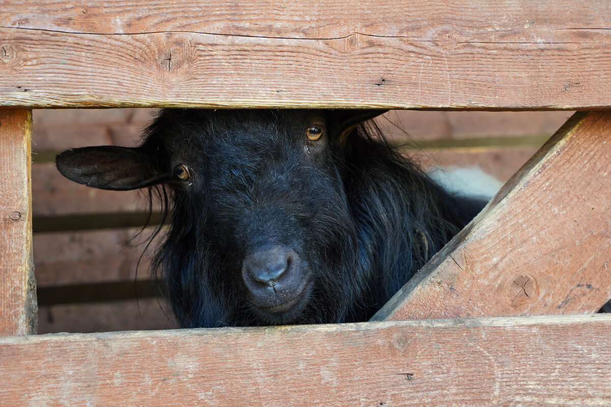 В_РАМКАХ - Сергей Янович Микк