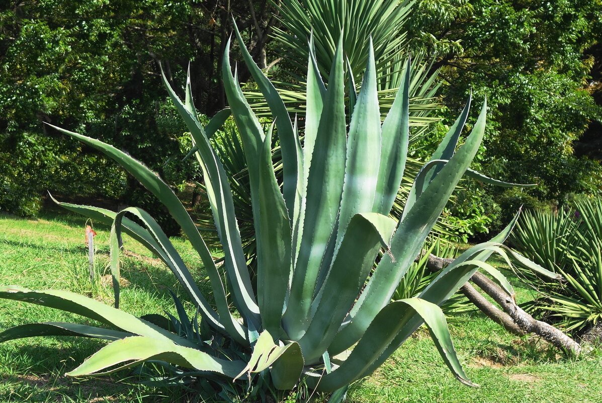 Агава - Рита Симонова