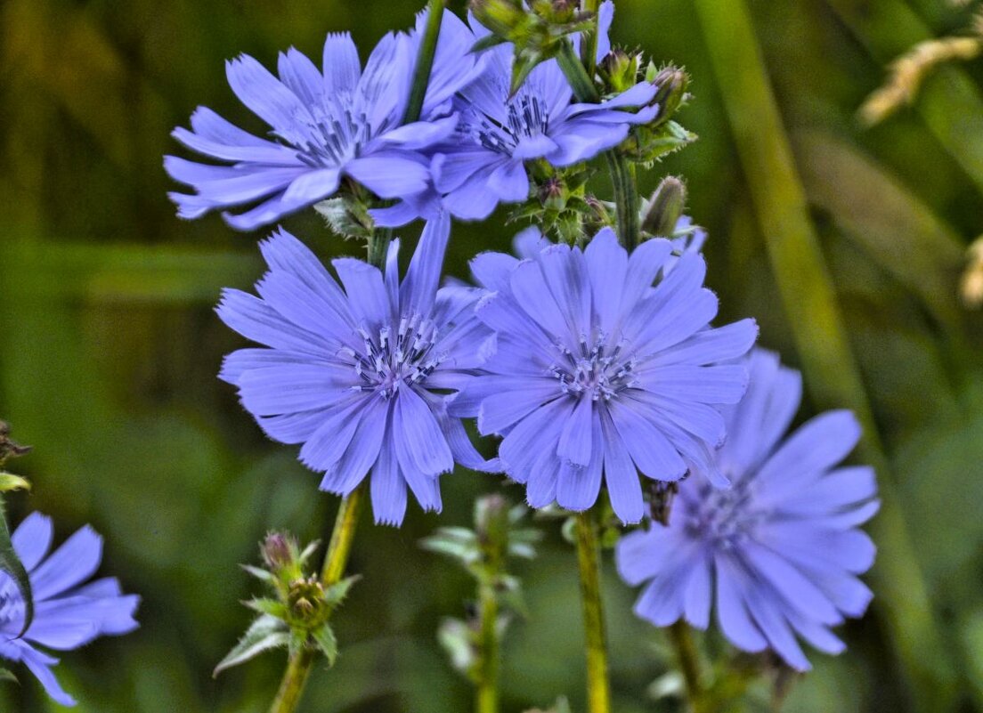 Цикорий - Галина Шеина-Мюльдорфер