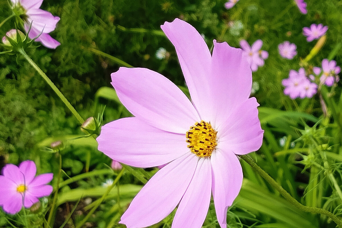 Непричёсанная барыня - Владимир Кириченко
