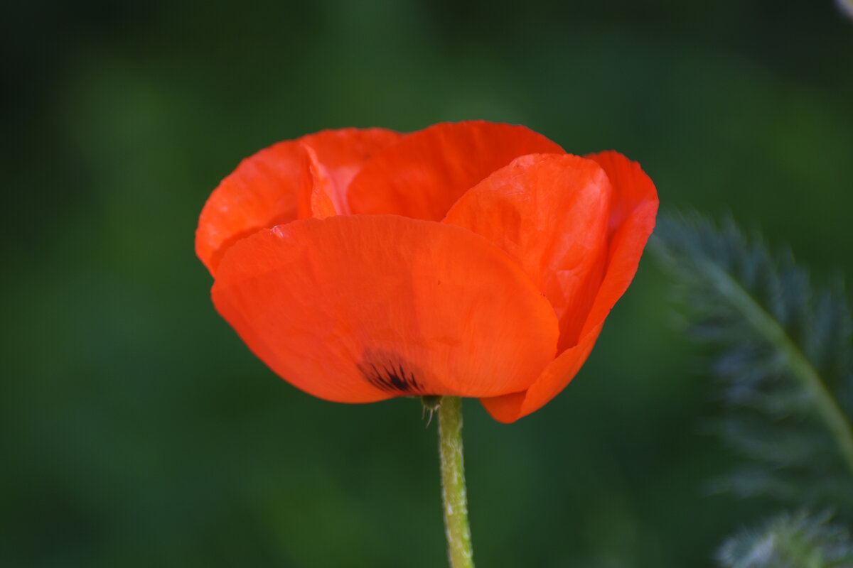 Лето в Ботаническом... Июнь. - Наташа *****