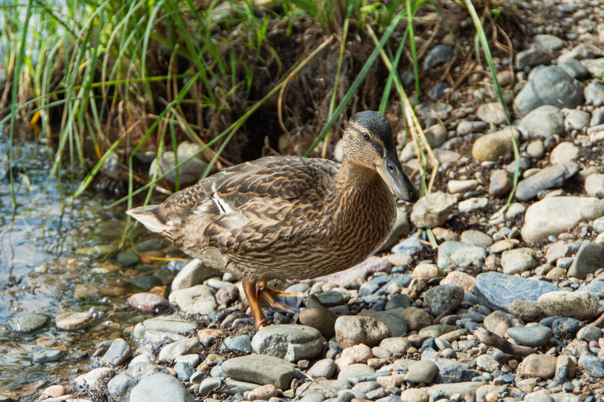 *** - Николай Чекалин