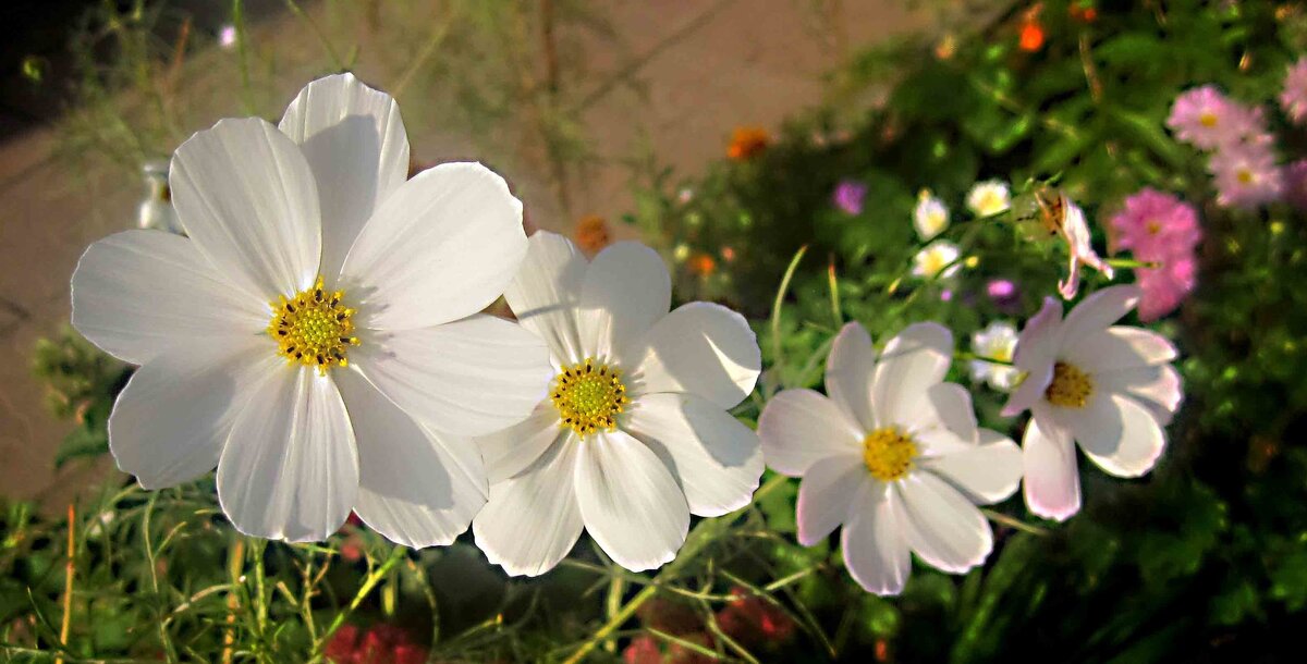 Космеи - Елена Семигина