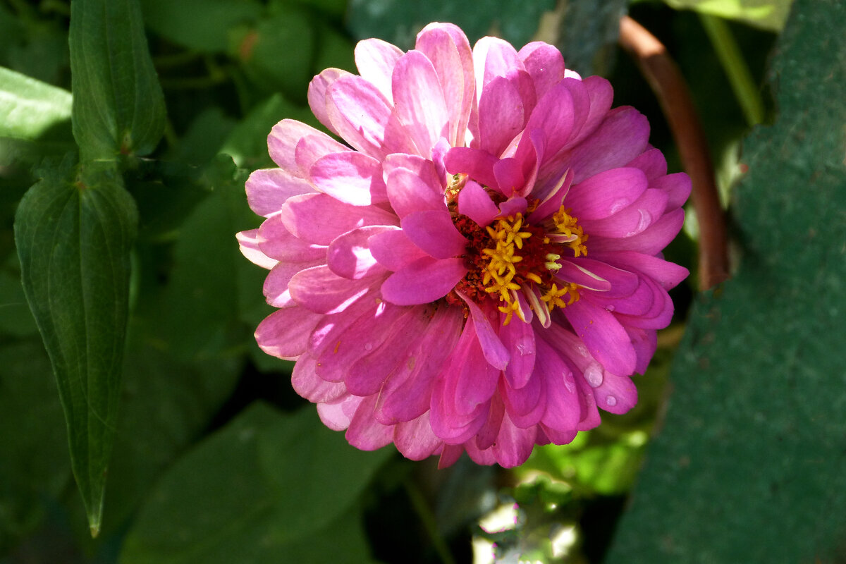 Розовая  Циния - Валентин Семчишин