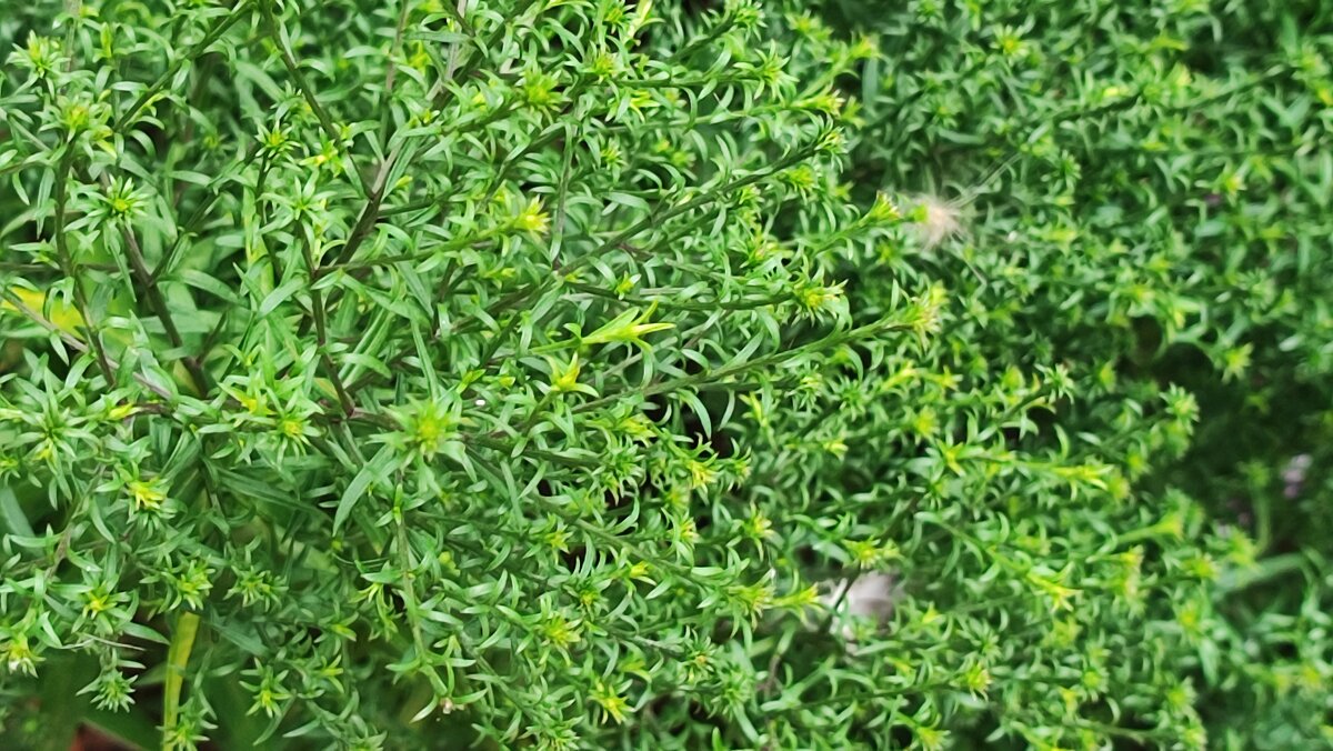 ,,, - Сергей Тимоновский