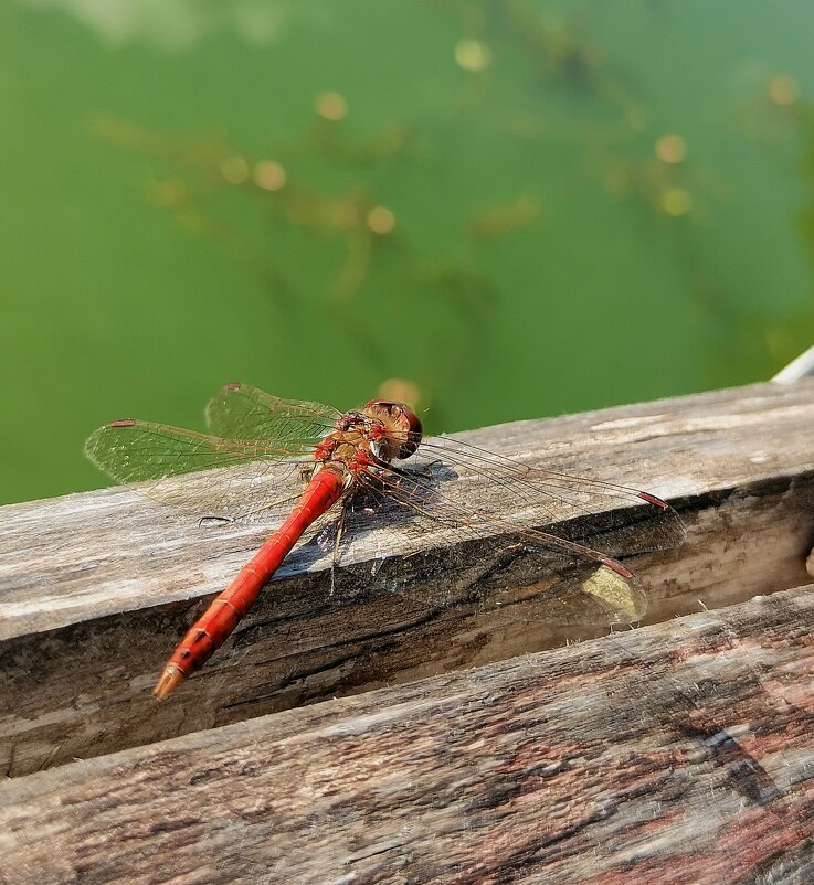Стрекоза - Любимова Ольга 