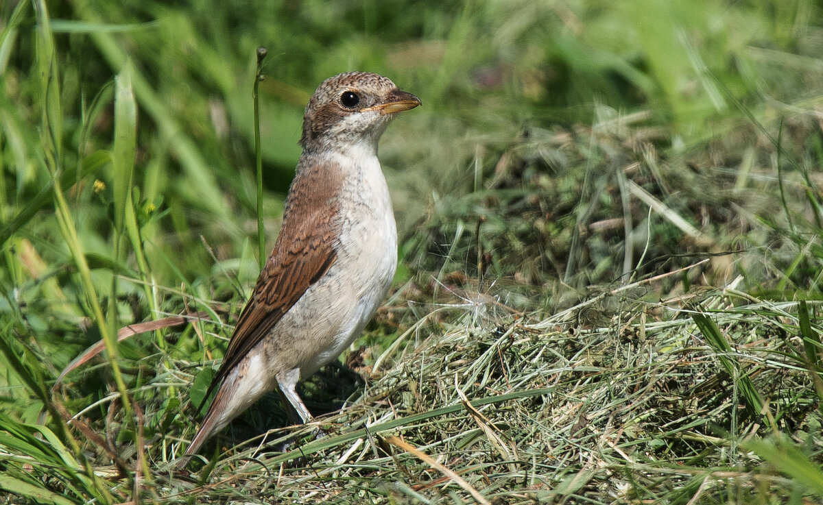 Жулан. - Владимир Безбородов Жулан. - Владимир Безбородов