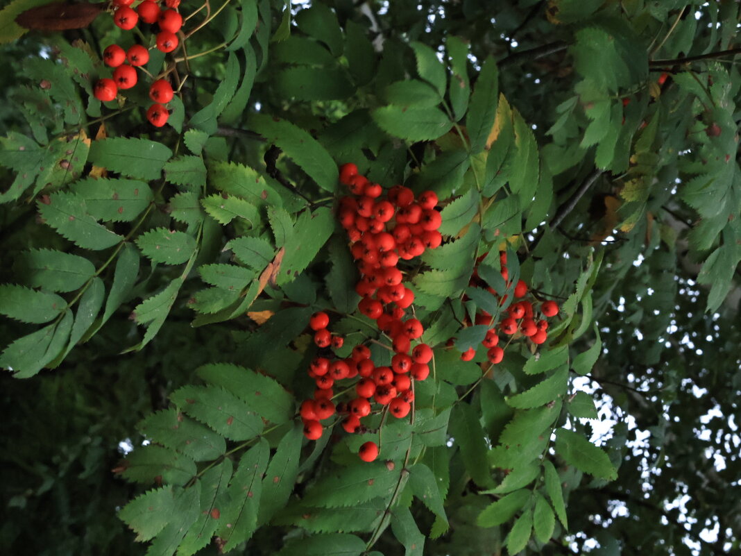 Осень - Екатерина Лазуренкова
