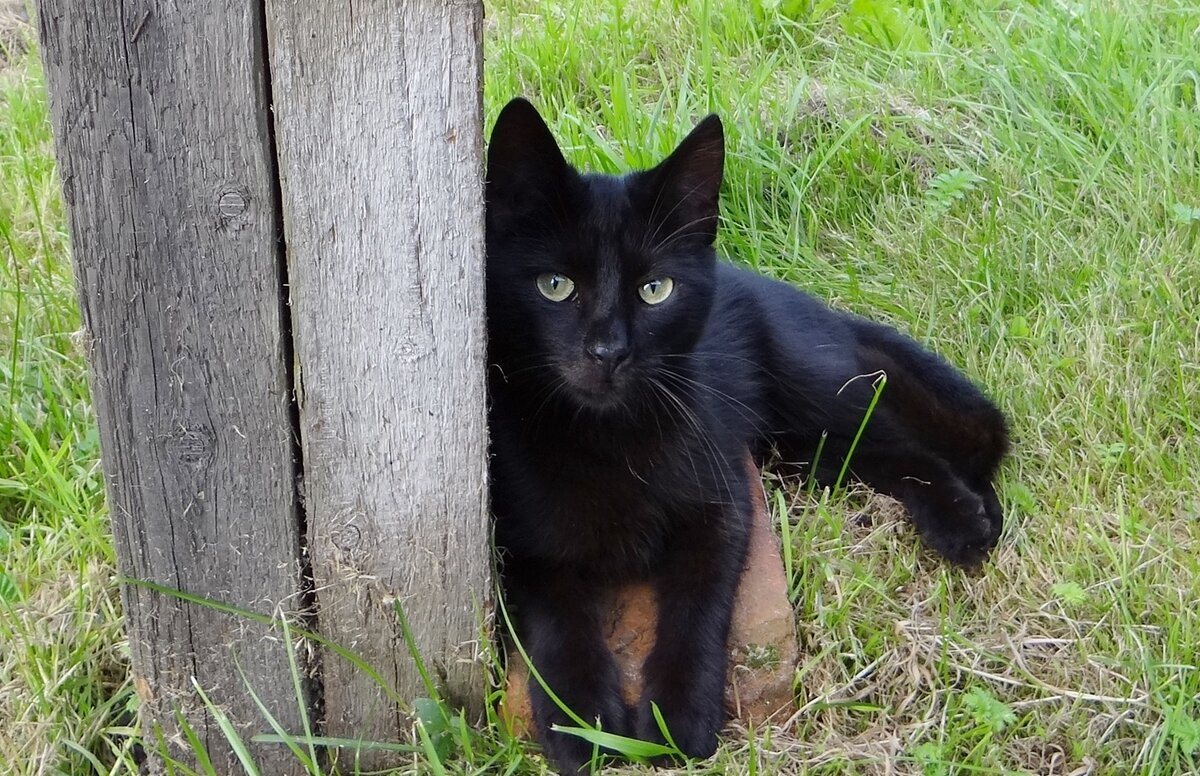 Умнейший красавец - Антонина Гугаева
