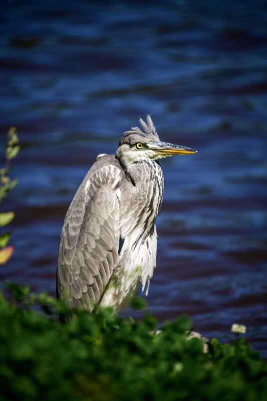 Профессор... - Зинаида Манушкина
