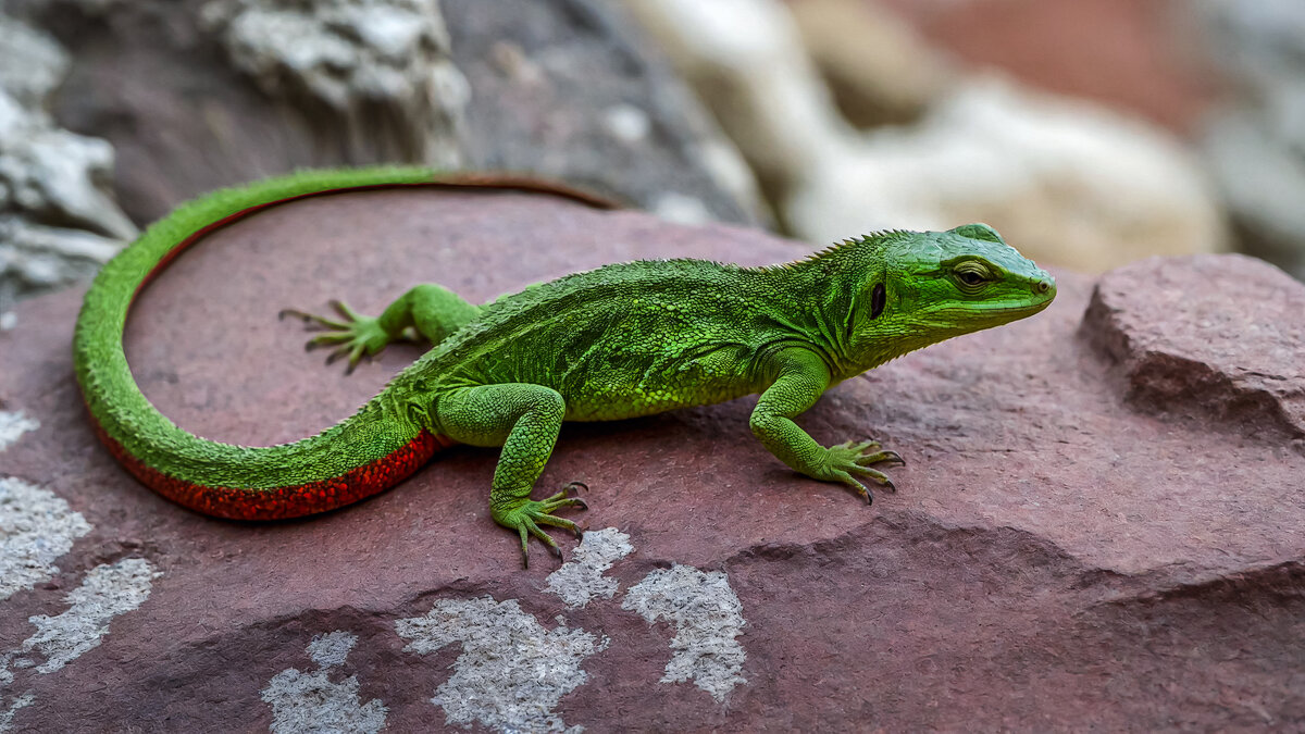 Ящерица - Aleksey Afonin