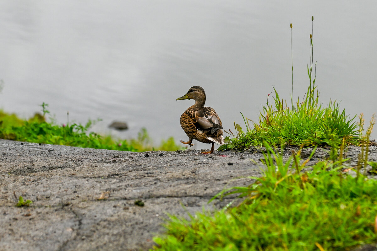 А я иду такая вся... - Михаил Петрик А я иду такая вся... - Михаил Петрик