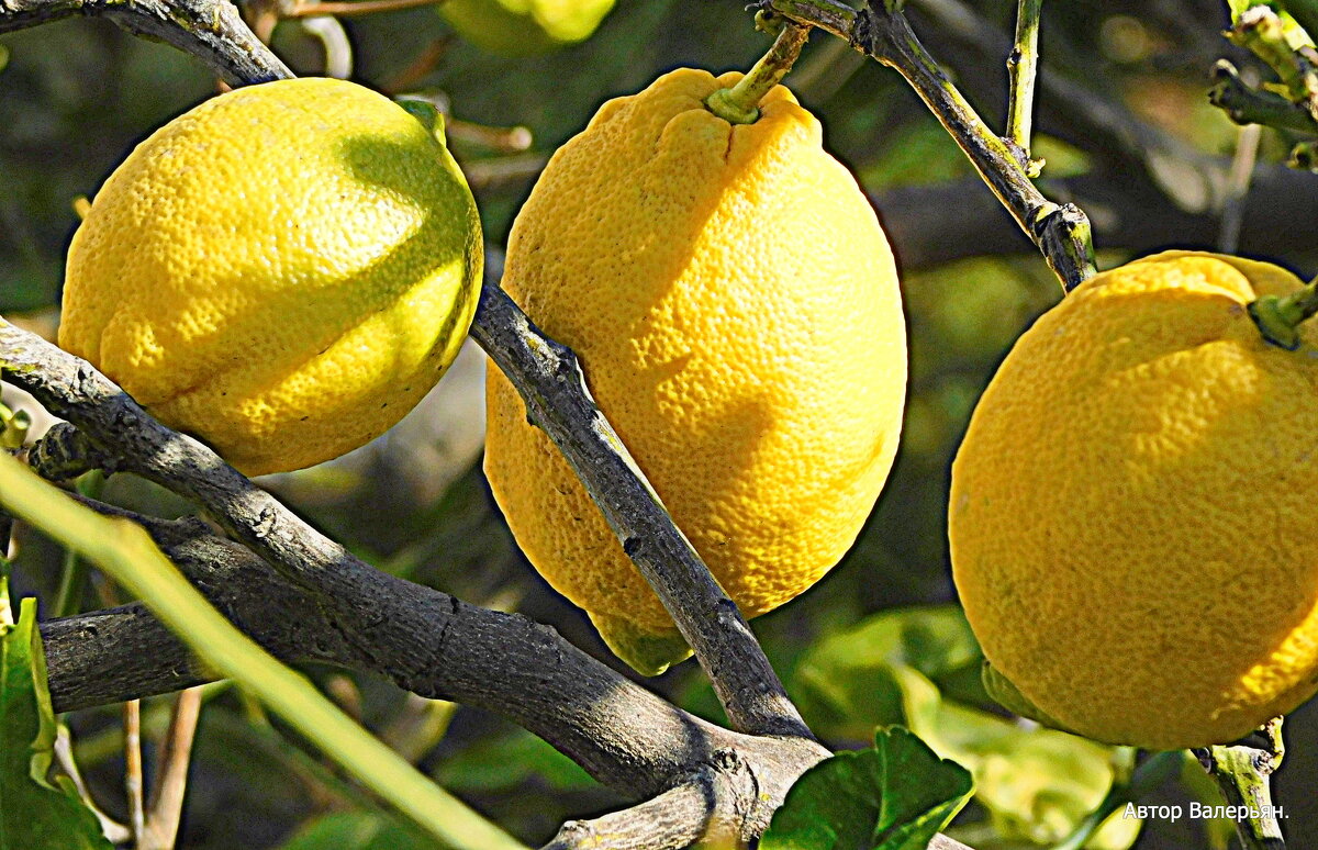 Лимоны поспели. - Валерьян 