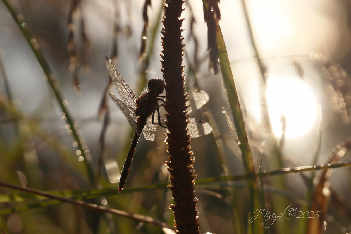 *** - Елена Kазак (selena1965)