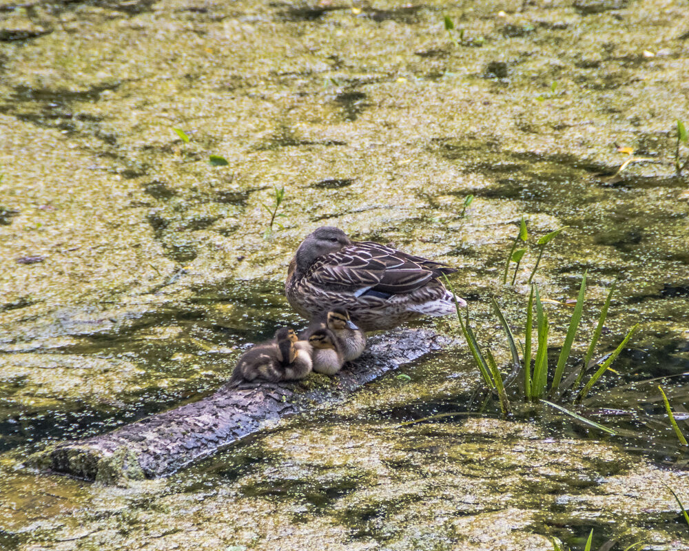 Семейка - Сергей Фомичев