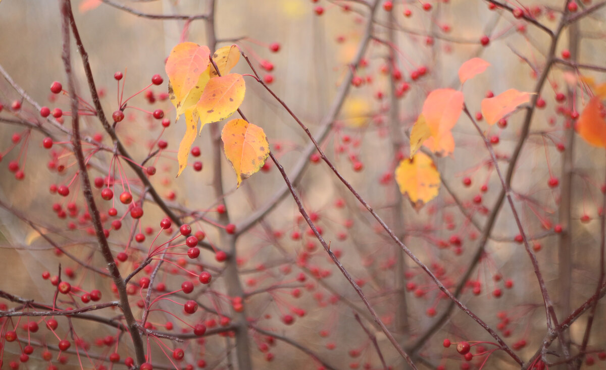 Дыхание осени - Дмитрий Петров