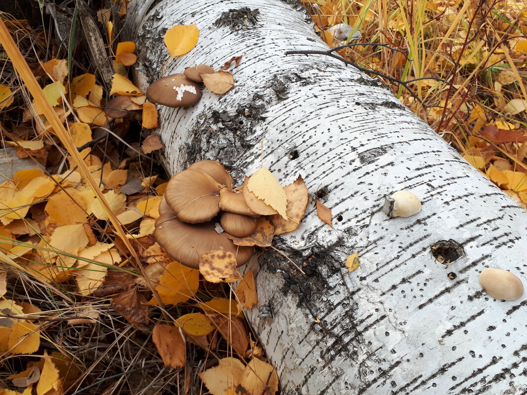 Грибы? - Дмитрий Петров