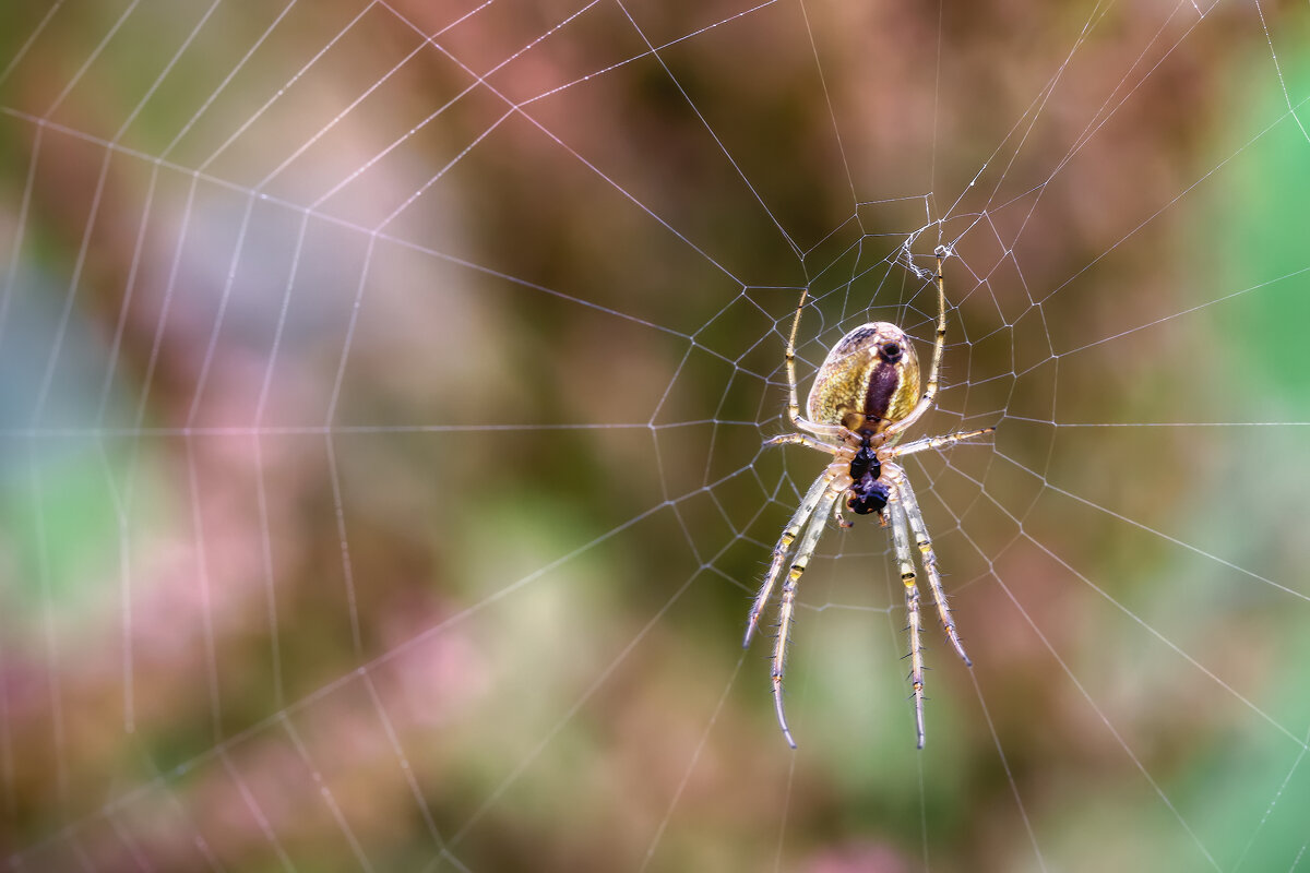 Арахнофобия - Владимир Колесников