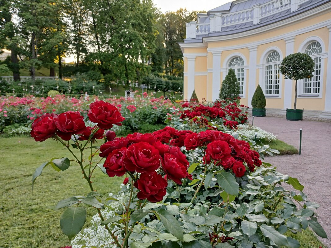 Розы Оранжерейного сада. - Лия ☼