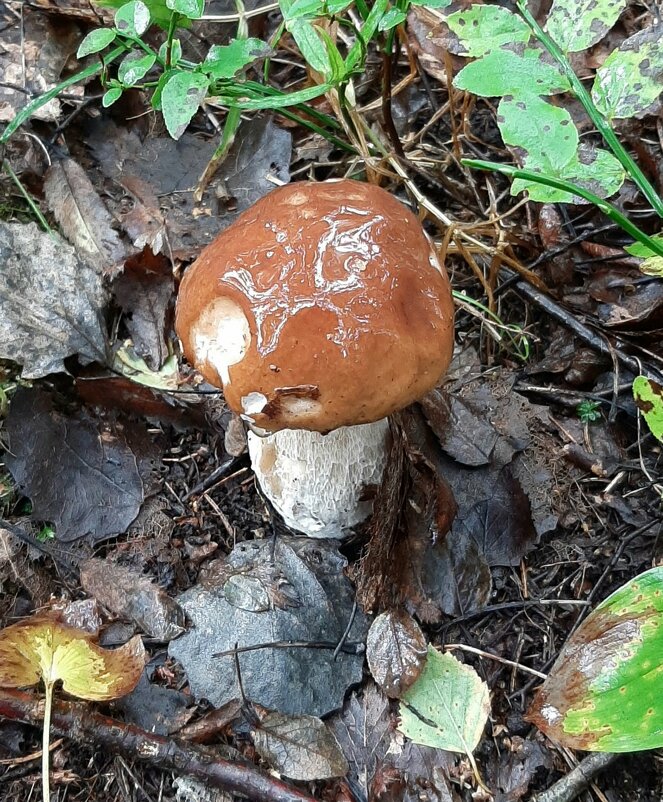 Про грибы - Наталья Герасимова