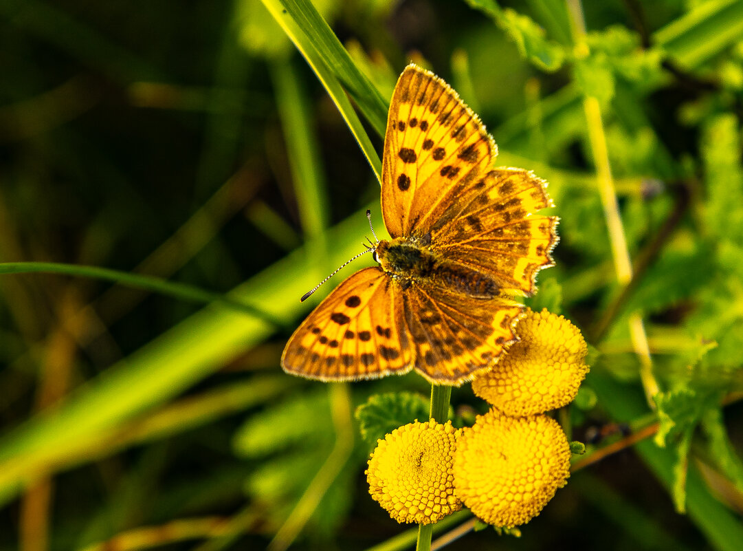 *** - Yuri Chudnovetz