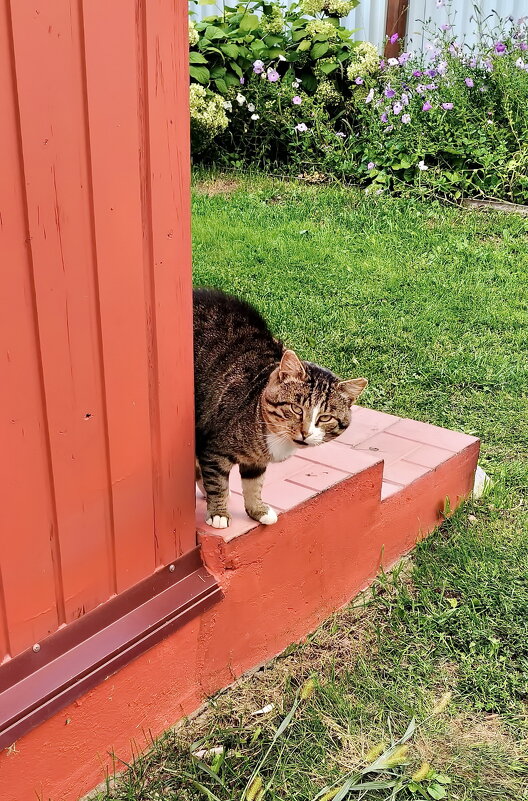 - Опять без рыбы пришёл? - Валерий Судачок